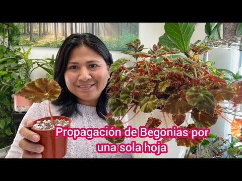 , title : 'No las tires, Propaga begonias por una sola hoja | Sustrato para Begonias'
