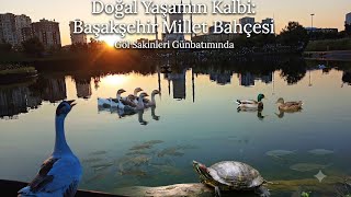 İstanbul'da DOĞAL YAŞAM/. KAYABAŞI GÖLET 