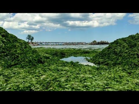 Județul Constanța. Plaja din stațiunea Saturn a fost invadată de alge