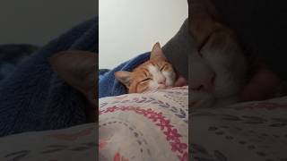 ねこ𓃠猫のかわいいお昼寝動画。我が家のアイドルイデコ君！