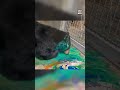 Black Bear Creates Painting At Washington Wildlife Park