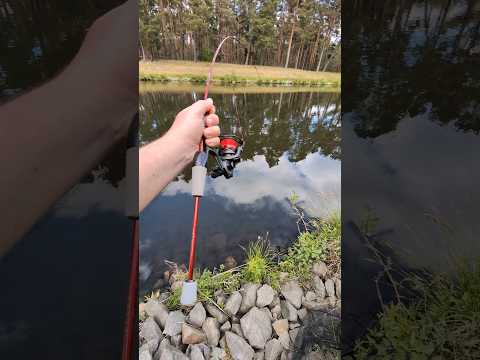 Der dickste Fisch auf der UL-Rute jemals? #angeln #wels #waller