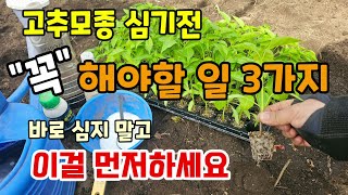 고추모종 심기전 꼭 해야할일 바로 심지 말고 이것 하고 심으세요 #고추농사 #고추심는시기