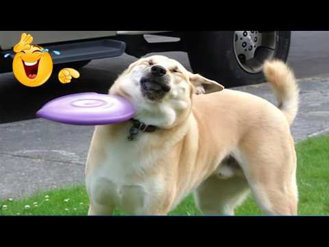 99.9% Can’t Handle the Cuteness of These Dogs 😍 Top Funny Puppies Videos Ever!