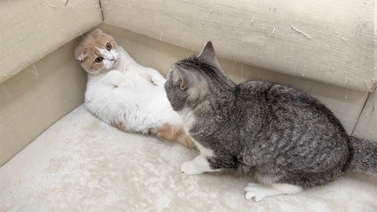 弟のイタズラを発見すると逐一止めに入る我が家のボス猫がさすがすぎました…