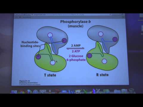 Ahern's Biochemistry #25 - Glycogen Metabolism I