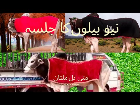 New Bull Race in Punjab Pakistan متی تل 26 march 2023 Bailon ki door