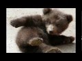 Медвежонок (детская песенка про медвежонка) 