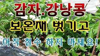 [텃밭농부.989]  감자, 강낭콩 냉해피해 방지용 보온장치 벗기고 대기.