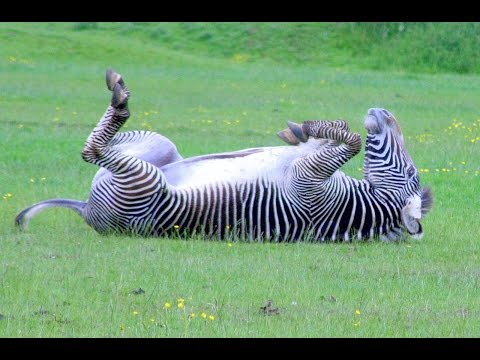 Crazy Zebras!