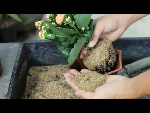 長壽花換盆