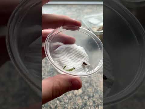 My new giant shield mantis!