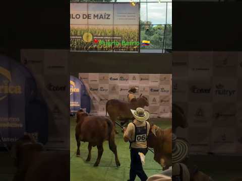 💎🐮 feria ganadera exposición del brahman y del gyr puerto berrio antioquia 2026 🇨🇴 🏆🥇🐂🐃