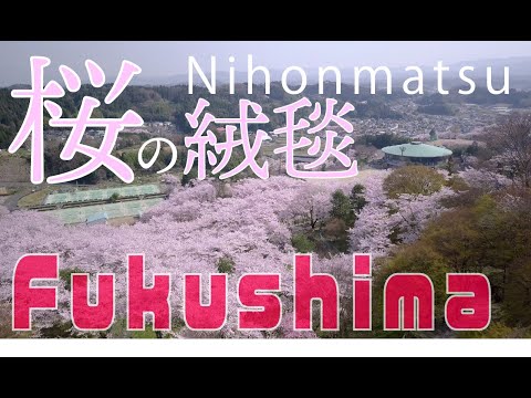【4K】【ドローン空中散歩】霞ヶ城公園の桜（日本100名城）