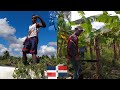 Working At The Dominican Farm