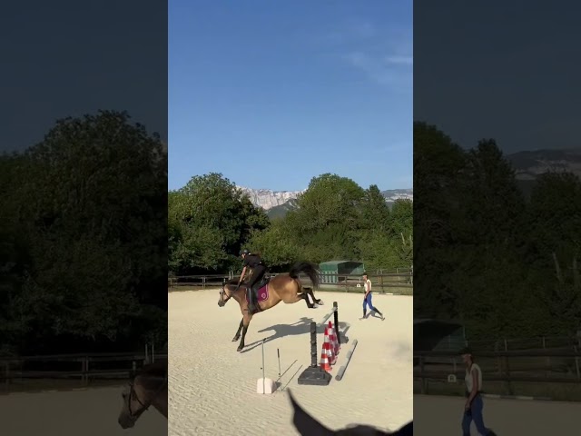  Hongre- Connemara- 10 ans 