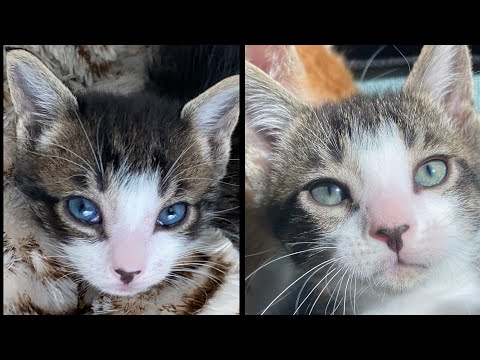 Kitten Eyes Changing Color Before and Now 😻