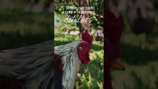 #Shorts DETALHES DA NATUREZA