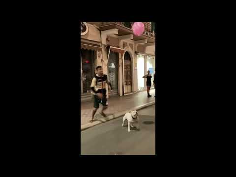 Cute puppy playing alone