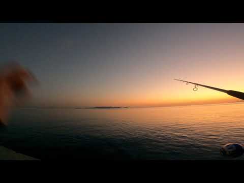 shore jigging baracuda