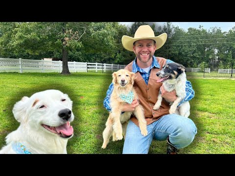 Man in a cowboy hat sits on the grass, holding a golden retriever puppy and a small black‑and‑white dog; a large white dog with a blue bandana is in the foreground, in a sunny yard.