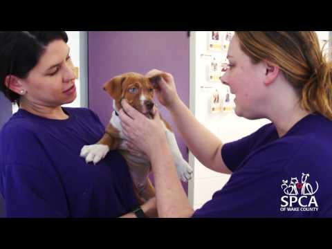 Wake County Spca