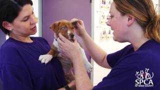 Take a tour of the SPCA of Wake County