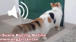 Download lagu SUARA KUCING BETINA BIRAHI MEMANGGIL KUCING JANTAN || The voice of a female cat calls a male cat mp3