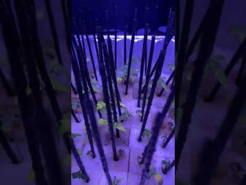 Day 23. Grow 1. Year 2023