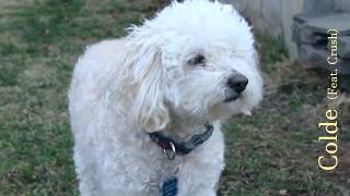 Colde (콜드) - Your Dog Loves You (Feat. Crush) (Lyric Video)