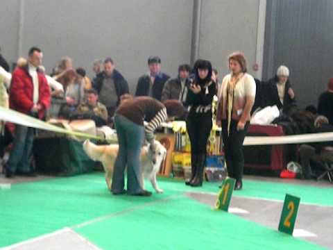 30.01.2011 года,"Кубок Аканы",голден ретривер - 1