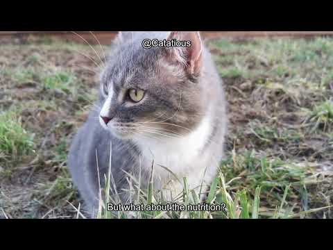 Is it Safe for a Cat to Eat a Mouse? Risks, Health Tips & What You Need to Know!