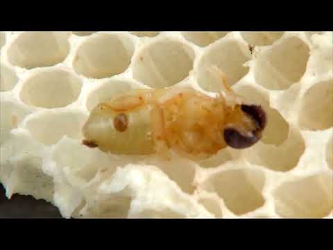 Reč struke ep. 116 03.10.2017. - Priprema pčela za prezimljavanje