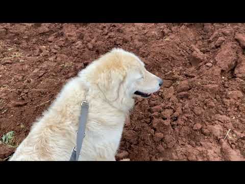 Maslinarski vlog 24.2.2023 - pripreme novog terena za sadnju maslina Todolivo i-15p