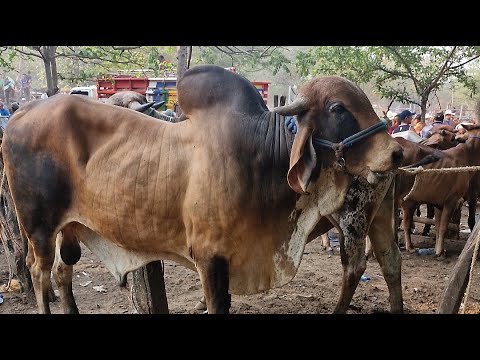 tiangue de El Tránsito, San Miguel, El Salvador, martes 12 de mayo 2026.