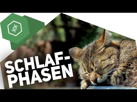 Matratzenschutz24 Youtube Thumbnail