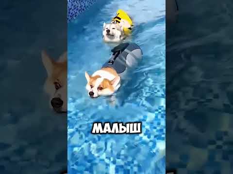 Никто не ожидал такого результата 🐶 #short