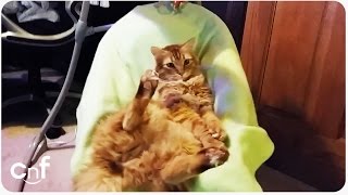 Lazy Cat Hangs Out In Baby Swing | Chill Life