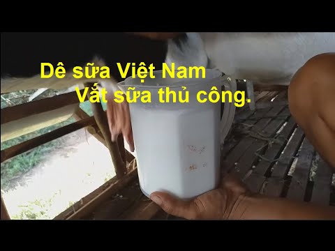 , title : 'Dê sữa Việt Nam   kỹ thuật vắt sữa thủ công'