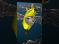 Banana Cat Jumps To Space #bananacat #happycat #happycatfunny #happyhappy