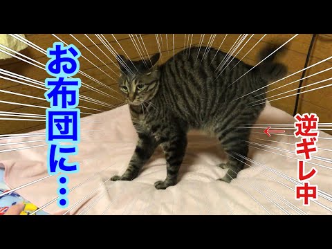 猫のお布団へのお漏らしからの　独占して逆ギレ（唐草猫ムタさん）