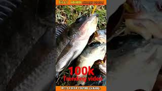 thilapiya fish caught hook- 100k trending video - billyකොක්ක youtube channel