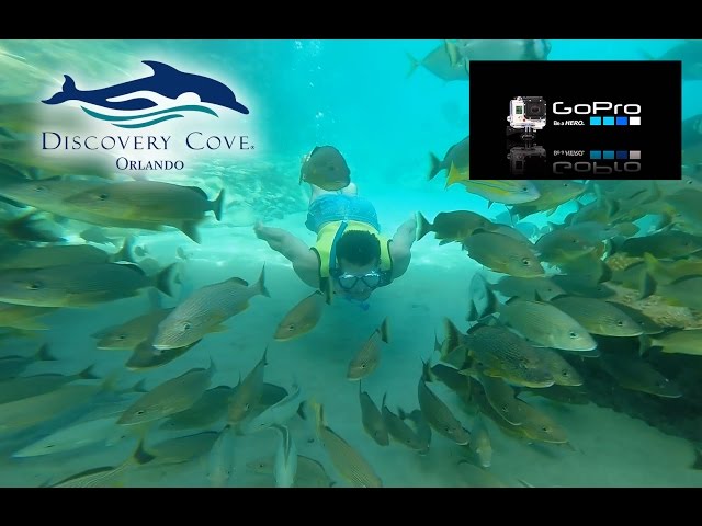Discovery Cove Snorkeling with the GoPro Hero3 (tropical fish, stingrays, exotic birds, sharks)
