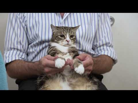 How to trim a cat's nails - YouTube