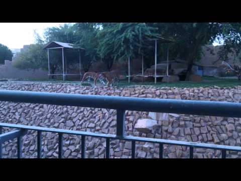 Bengal Tiger in Riyadh K.S.A
