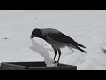 Ворона и пакет / The Crow and the package 