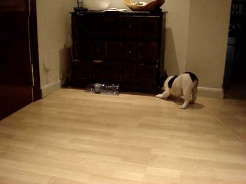 bulldog frances versace iz palevyh buldogov