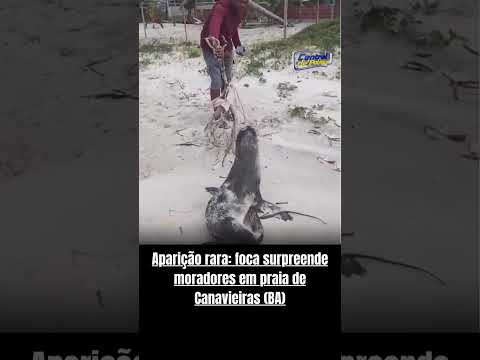 Aparição rara: foca surpreende moradores em praia de Canavieiras (BA)