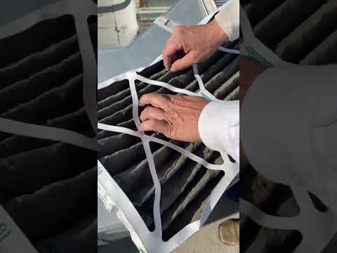 Midge Files - Bakersfield pest control