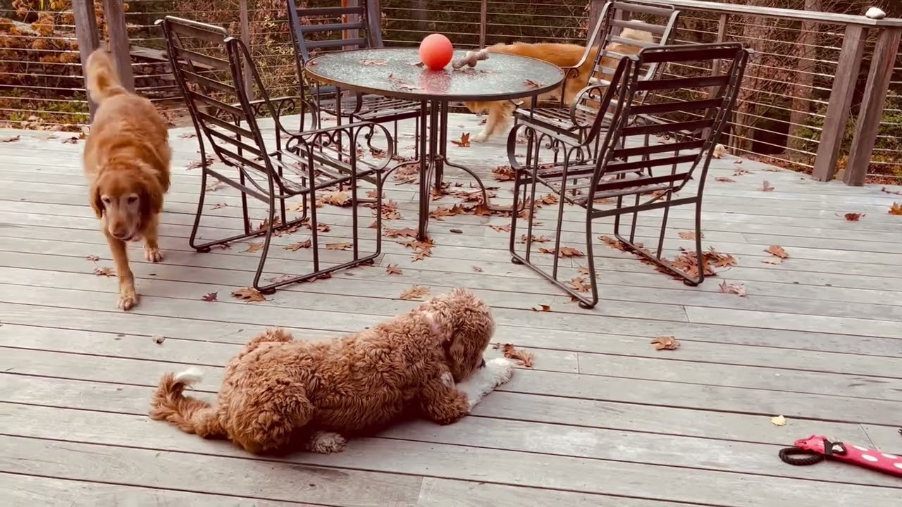 Ace, a Adoptable Golden Retriever in New Canaan, CT video 6/6